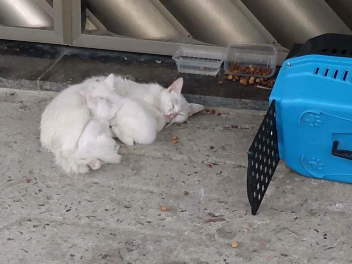 Gato ra a SRD/vira-lata idade  nome sem nome