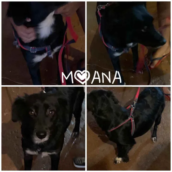 Cachorro ra a SRD idade 1 ano nome Moana