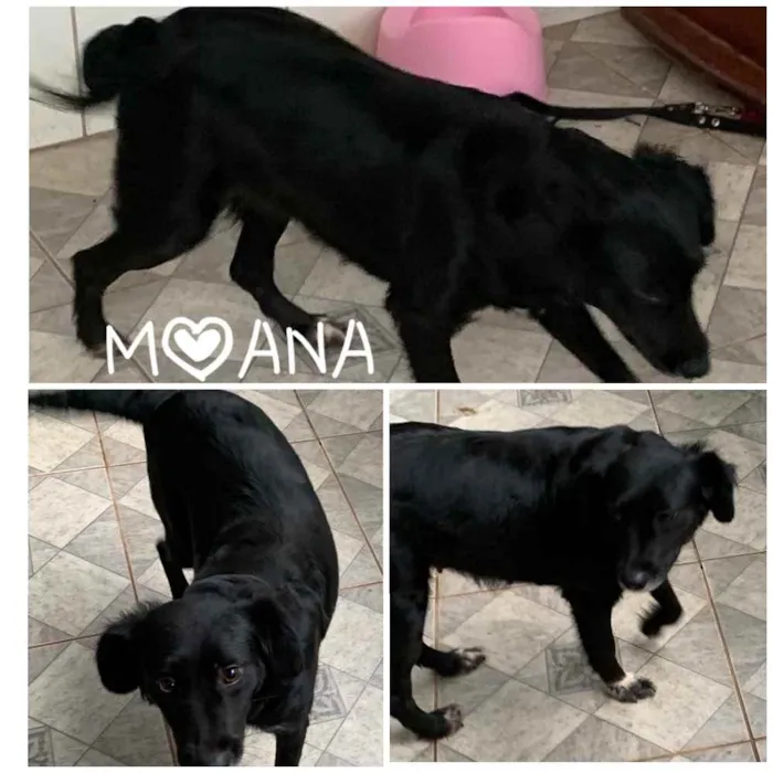 Cachorro ra a SRD idade 1 ano nome Moana
