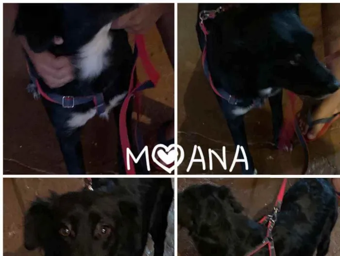 Cachorro ra a SRD idade 1 ano nome Moana