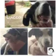 Lucca 