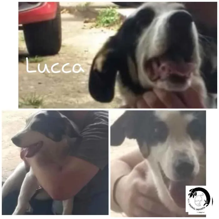 Cachorro ra a  idade 7 a 11 meses nome Lucca 