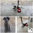 Lucca 