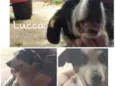 Lucca 