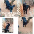 ASTOR