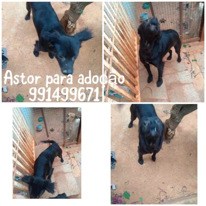 Cachorro ra a SRD idade 1 ano nome ASTOR
