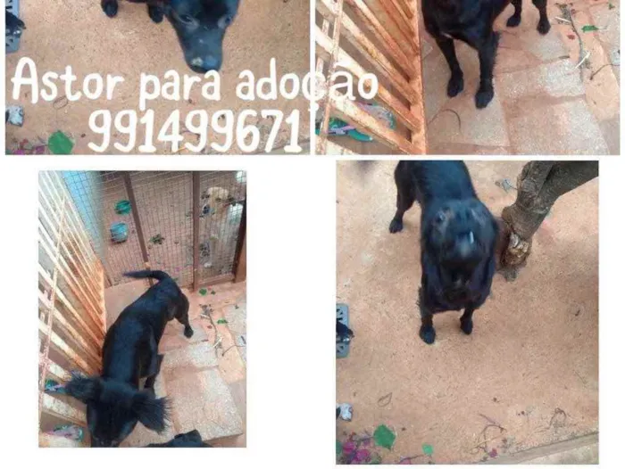 Cachorro ra a SRD idade 1 ano nome ASTOR