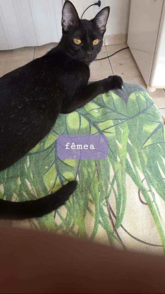 Gato ra a SRD idade 7 a 11 meses nome Cristine