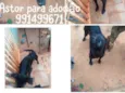 ASTOR