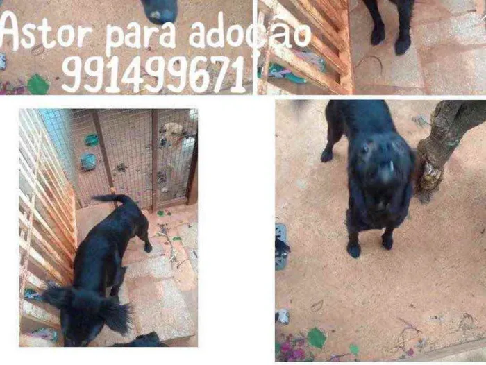 Cachorro ra a SRD idade 1 ano nome ASTOR
