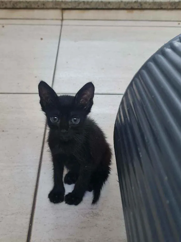 Gato ra a SRD idade Abaixo de 2 meses nome Aloha