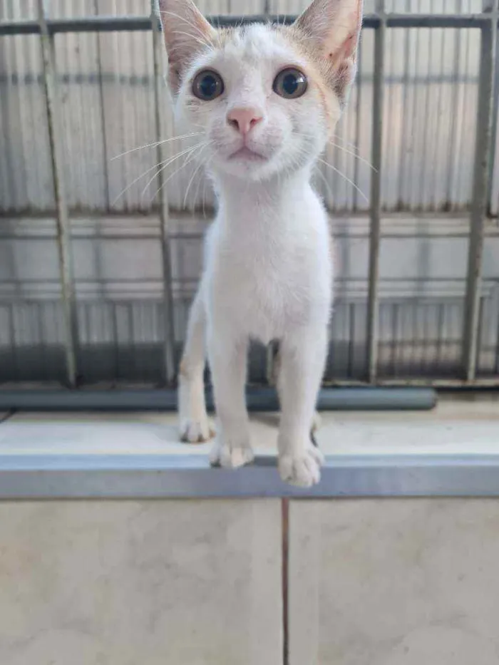 Gato ra a SRD idade 2 a 6 meses nome Havena