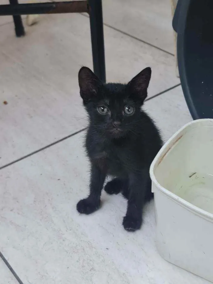 Gato ra a SRD idade Abaixo de 2 meses nome Eliseu