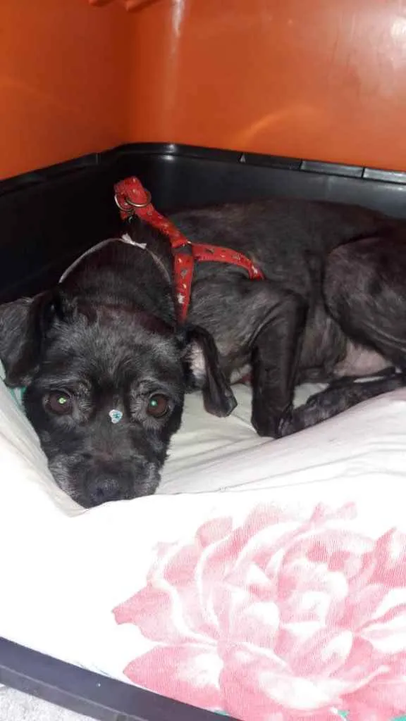 Cachorro ra a SRD idade 1 ano nome LECCA