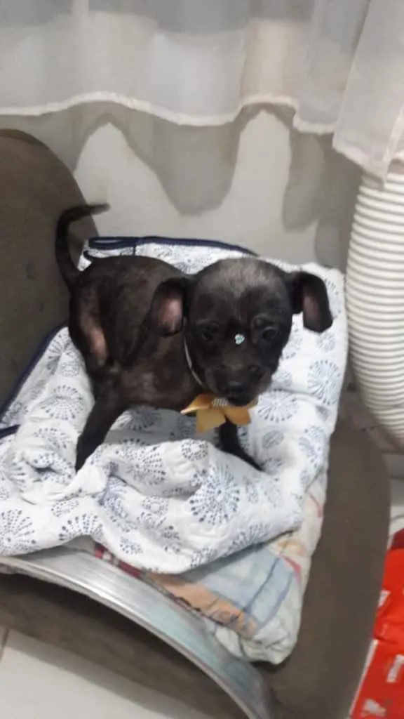 Cachorro ra a SRD idade 1 ano nome LECCA