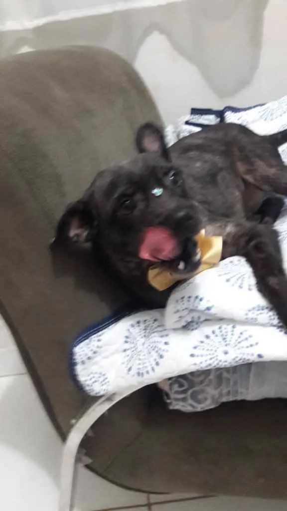 Cachorro ra a SRD idade 1 ano nome LECCA