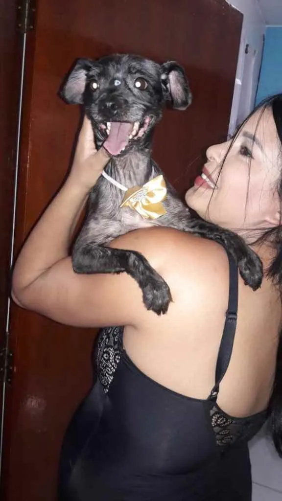 Cachorro ra a SRD idade 1 ano nome LECCA