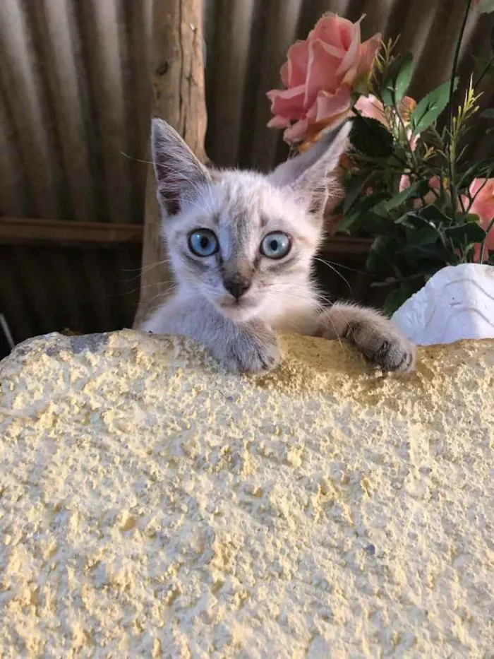 Gato raça Srd idade Abaixo de 2 meses nome Angel