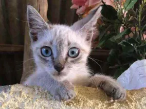 Gato raça Srd idade Abaixo de 2 meses nome Angel