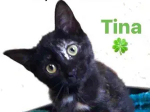 Gato raça Sed idade 2 a 6 meses nome Tina e Tuca
