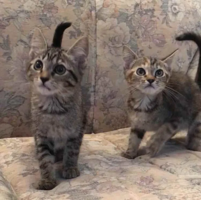 Gato raça SRD idade 2 a 6 meses nome Mel e Clarinha