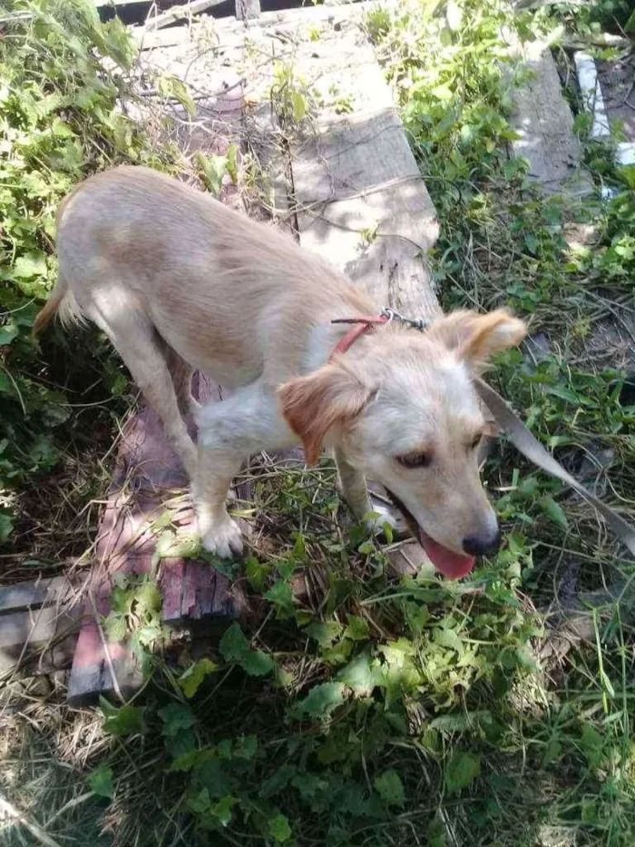 Cachorro ra a Misturaclaa idade 1 ano nome Clarinha