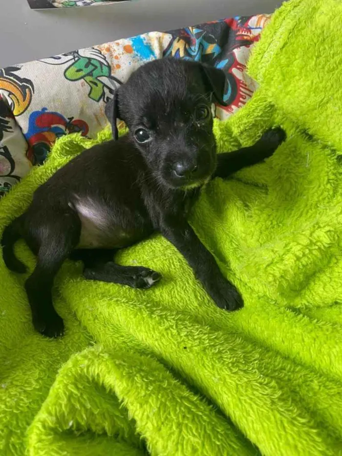Cachorro ra a SRD idade 2 a 6 meses nome 2 lindas filhotinhas