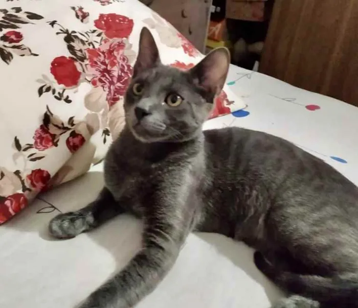 Gato ra a Mestiço  idade 2 a 6 meses nome Toni 