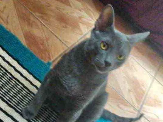 Gato ra a Mestiço  idade 2 a 6 meses nome Toni 