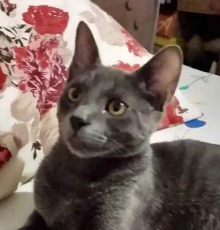 Gato ra a Mestiço  idade 2 a 6 meses nome Toni 