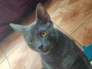 Gato raça Mestiço  idade 2 a 6 meses nome Toni 