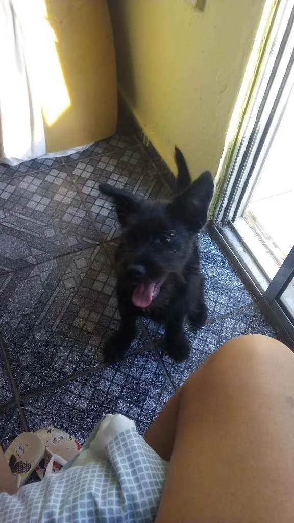 Cachorro ra a Vira lata idade 1 ano nome Billy