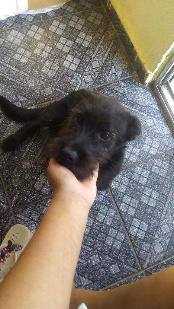 Cachorro ra a Vira lata idade 1 ano nome Billy