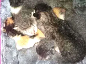 Gato raça Mestiço idade Abaixo de 2 meses nome 5 filhotes