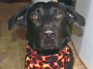 Cachorro raça Labrador idade 6 ou mais anos nome Ozzy