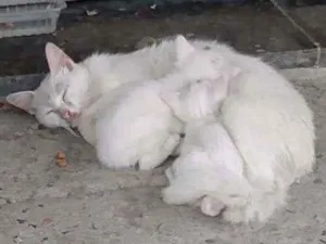 Gato raça SRD/vira-lata idade  nome sem nome