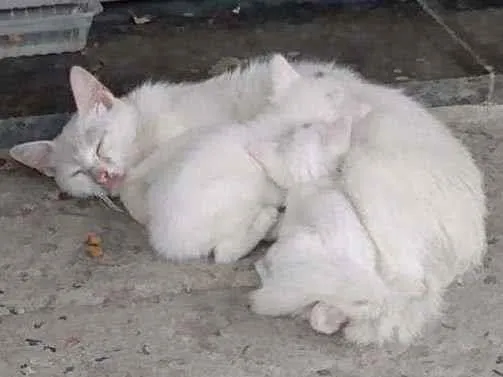 Gato ra a SRD/vira-lata idade  nome sem nome