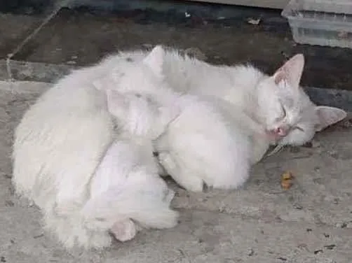 Gato ra a SRD/vira-lata idade  nome não tem