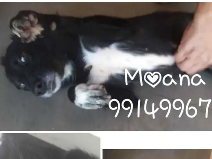 Cachorro ra a SRD idade 1 ano nome Moana