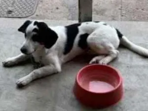 Cachorro raça  idade 7 a 11 meses nome Lucca 