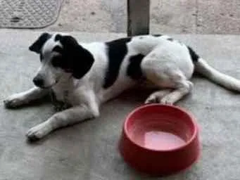 Cachorro ra a  idade 7 a 11 meses nome Lucca 