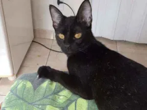 Gato raça SRD idade 7 a 11 meses nome Cristine