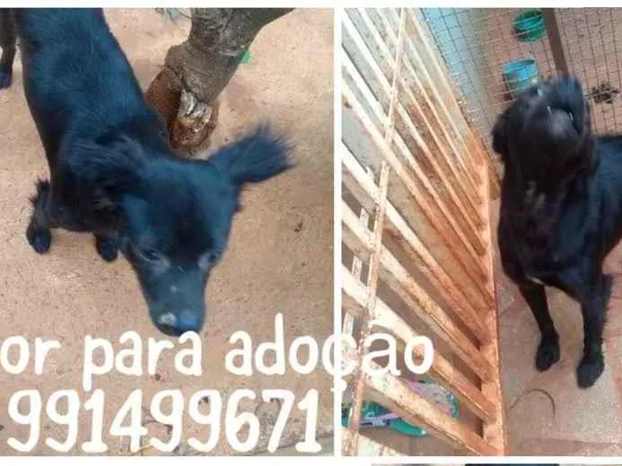 Cachorro ra a SRD idade 1 ano nome ASTOR