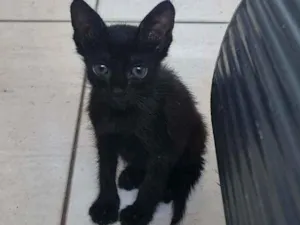 Gato raça SRD idade Abaixo de 2 meses nome Aloha