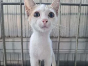 Gato raça SRD idade 2 a 6 meses nome Havena