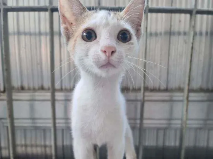 Gato ra a SRD idade 2 a 6 meses nome Havena