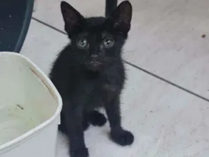Gato raça SRD idade Abaixo de 2 meses nome Eliseu