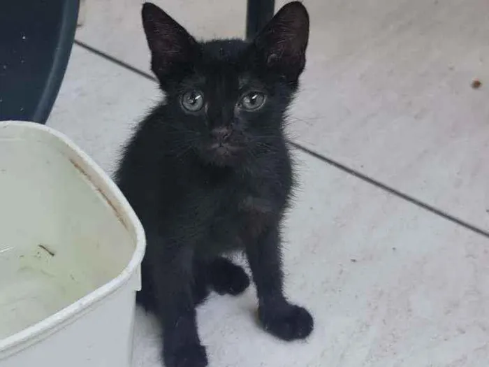 Gato ra a SRD idade Abaixo de 2 meses nome Eliseu