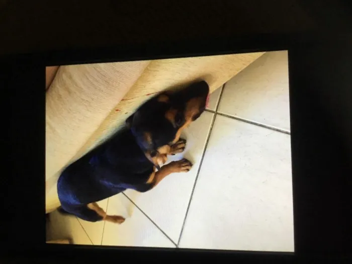 Cachorro ra a SRD-ViraLata idade 1 ano nome Toddy