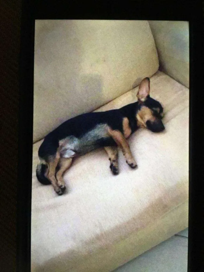 Cachorro ra a SRD-ViraLata idade 1 ano nome Toddy